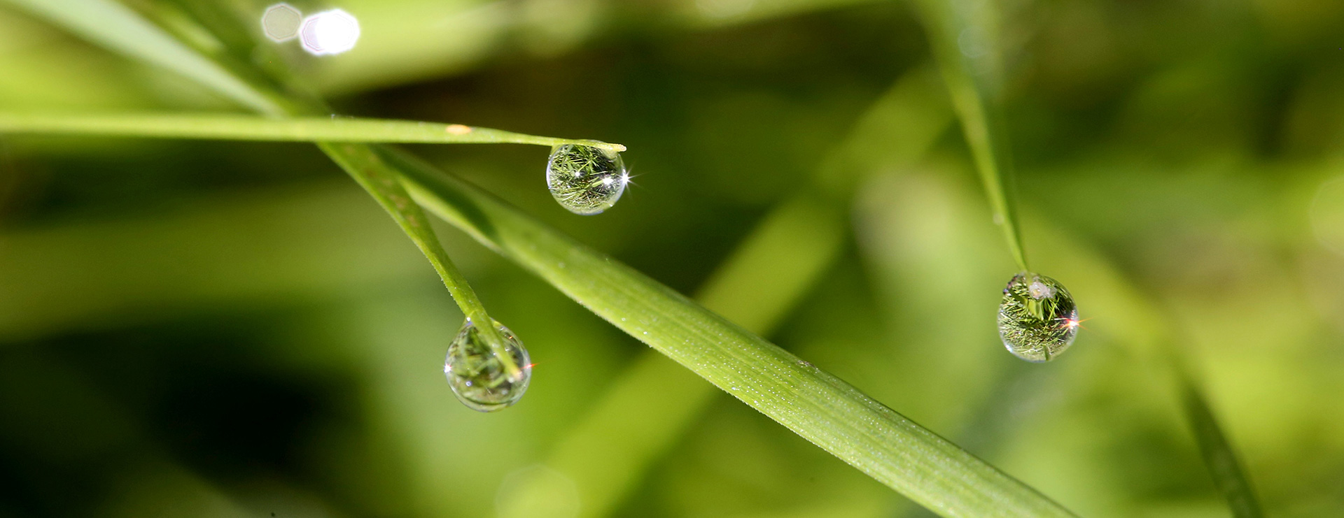 Gräser mit Wassertropfen